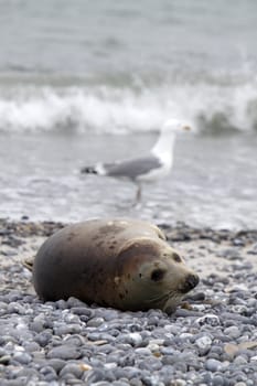 Grey seal on the beach of the Heligoland dune