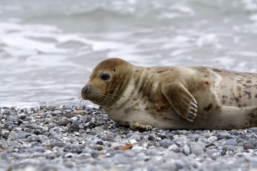 Grey seal on the beach of the Heligoland dune
