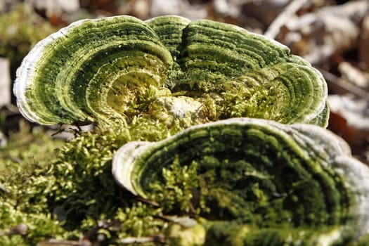 Green butterfly spores