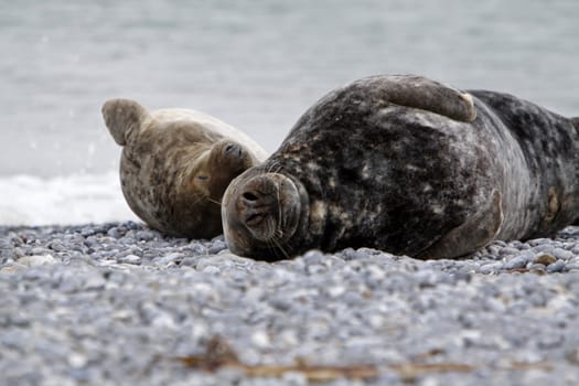 Grey seal on the beach of the Heligoland dune