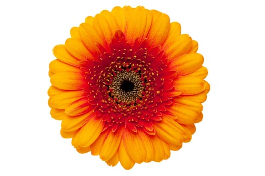 Gerbera daisy with exact clipping path,isolated against white background