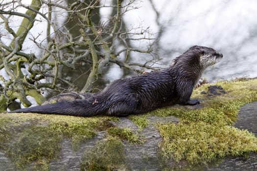 Eurasian river otter