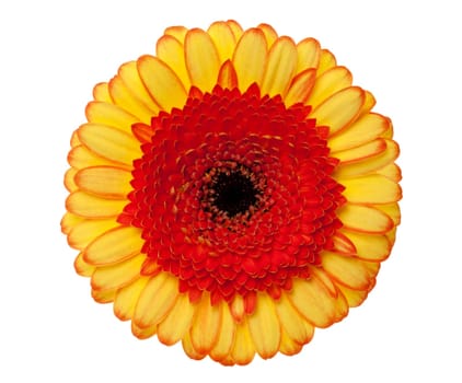Gerbera daisy with exact clipping path,isolated against white background