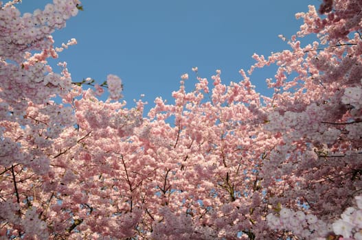 Ornamental cherry