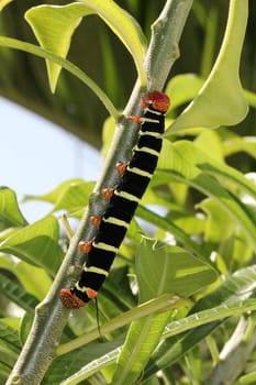 Tetrio Sphinx Caterpillar native to Antigua Barbuda in the Caribbean Lesser Antilles West Indies eating a leaf on a frangipani tree.