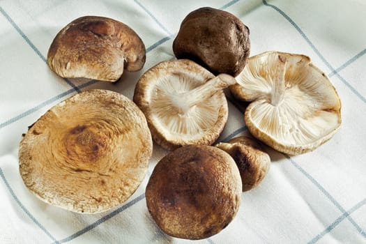 Shitake Mushrooms on a towel for Organic food concepts