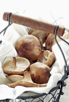 Shitake Mushrooms in a basket for Organic food concepts