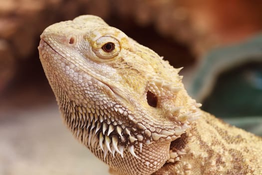 Bearded dragon