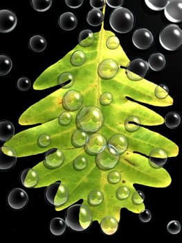 the leaf and the drops