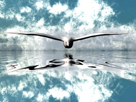 seagull over the water