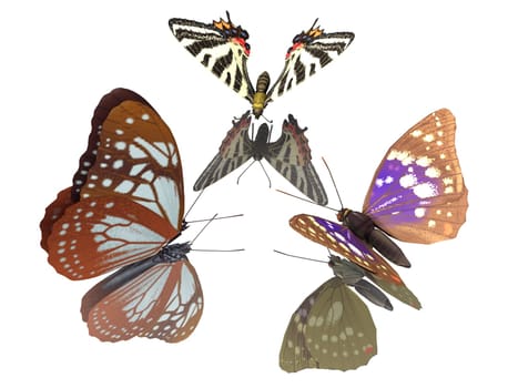 the beautiful butterfly with wings