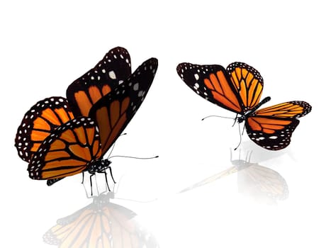 the beautiful butterfly with wings