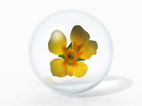 flower in a bubble