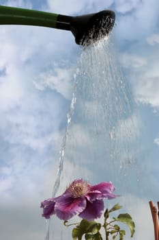 a beautiful clematis in a pot being watered from a watering can in a garden against a cloudy sky