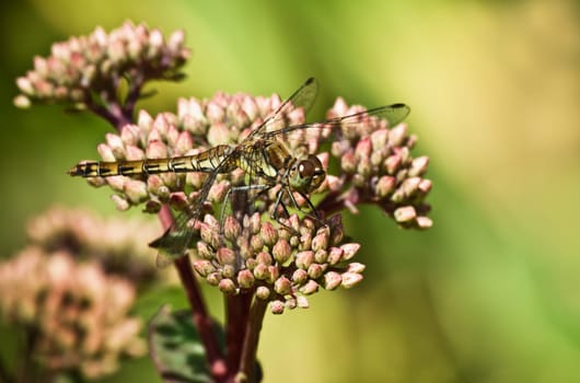 Dragonfly Darter or Sympétrum species - fam. Libellulidae - resting on buds of Sedum flowers in summer