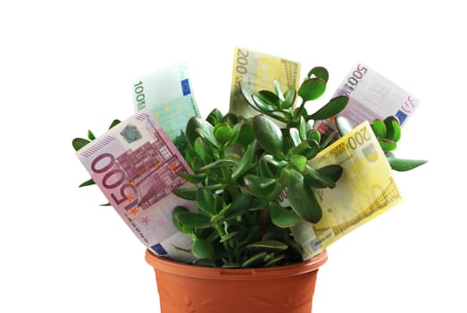 Money tree with banknotes