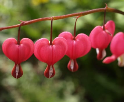Bleeding Heart