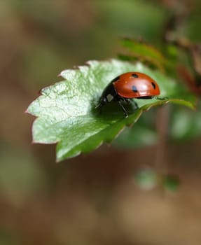 7Point Ladybug