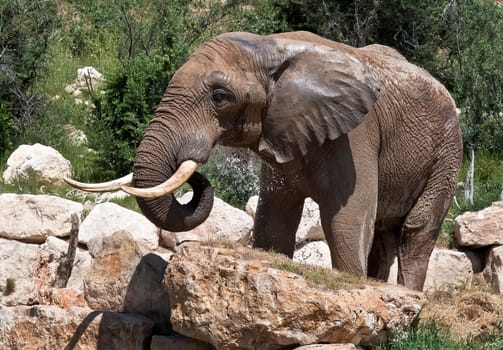 African elephant, recently bathed.