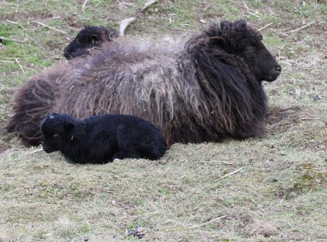 Breton dwarf sheep with lambs