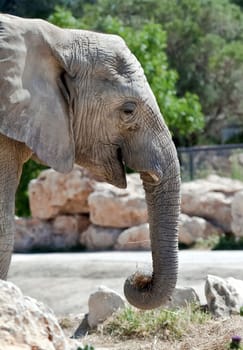 Portrait of an African elephant Loxodonta Africana