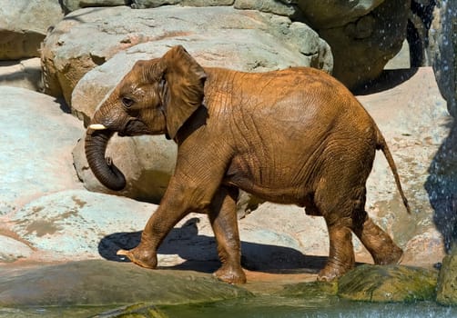 African elephant, recently bathed.