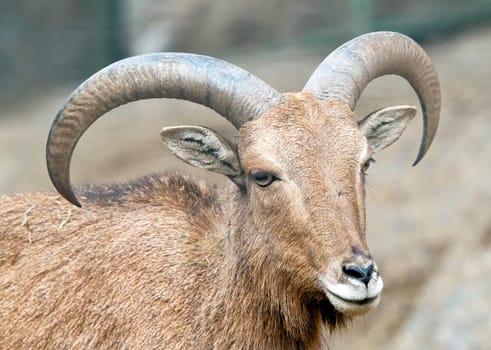 Close view on a young Capra Ibex