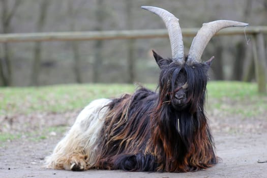 Shaggy black-necked goat at Sababurg Zoo