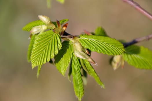 Hornbeam
