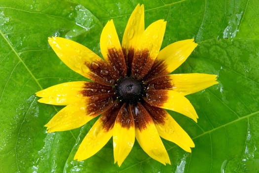 wet yellow flower on the green leaf.