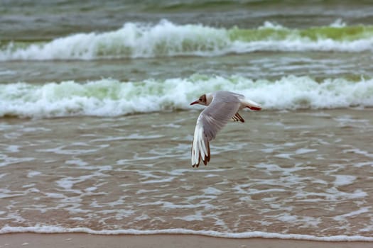 Silver Gulls