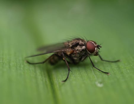 gray meat fly