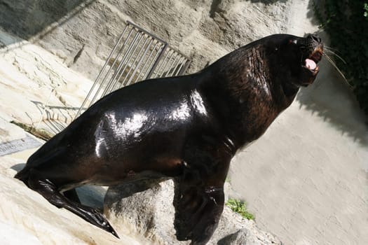 Seals in Vienna