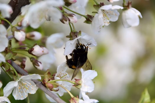 Hummel