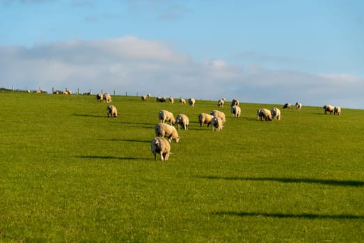 Sheep grazing in Cornwall