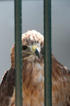 hawk behind bars in Cornwall