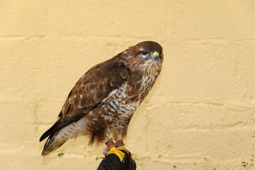 hawkin captivity in Cornwall in Great Britain