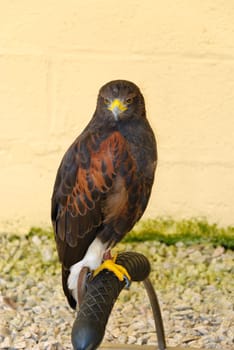 hawkin captivity in Cornwall in Great Britain