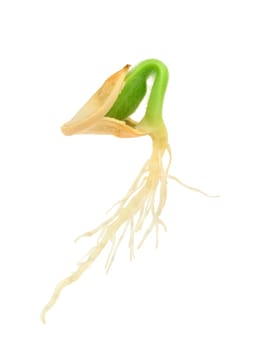 Pumpkin plant growing from seed, isolated on white