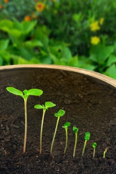 Sequence of Impatiens balsamina flower growing, evolution concept
