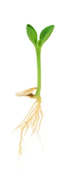 Pumpkin plant growing from seed, isolated on white