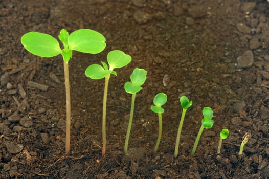 Sequence of Impatiens balsamina flower growing, evolution concept