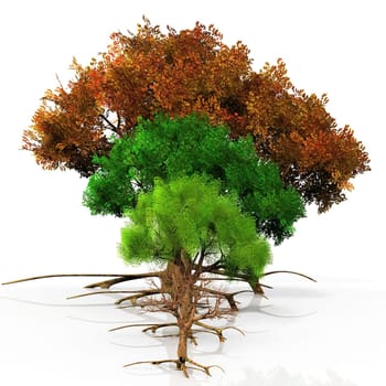 four trees with the seasons