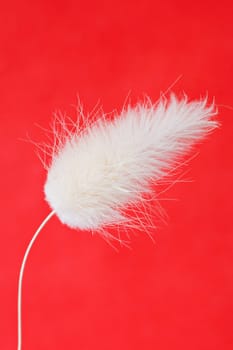 close up of white fluffy plant ,isolated on red background
