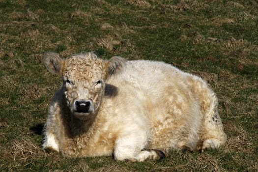 Galloway beef