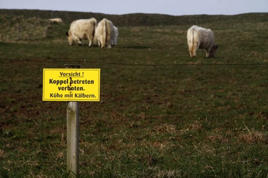 Galloway cattle