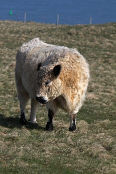 Galloway beef