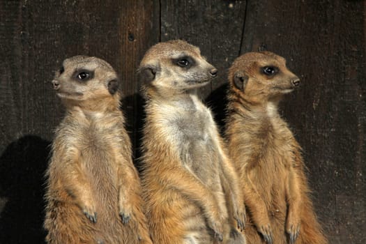 Meerkat