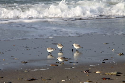 Knots on the North Sea coast