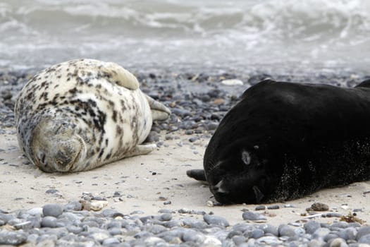 Grey seal on the beach of the Heligoland dune